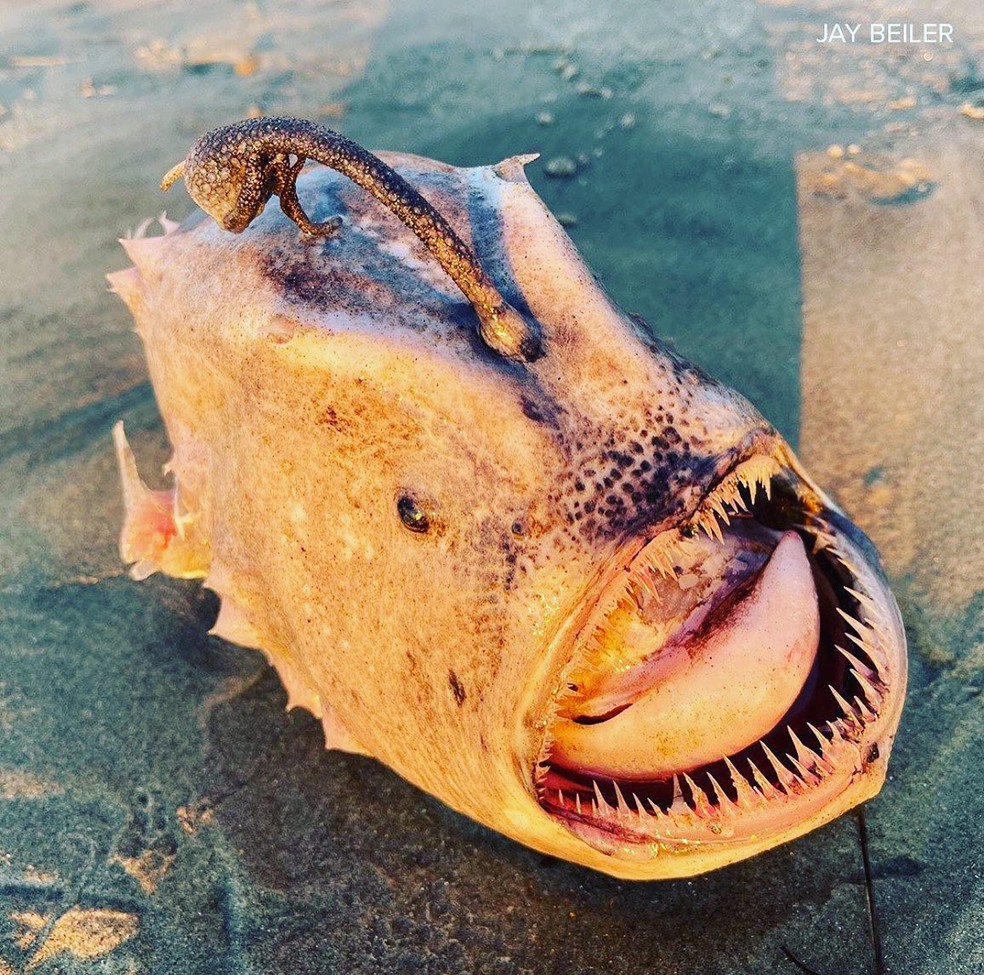 Raro Peixe Monstro Das Profundezas Do Mar Surge Em Praia Da