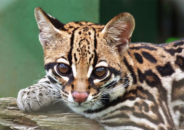 Zoológico do CIGS terá visitação gratuita em comemoração ao mês das crianças