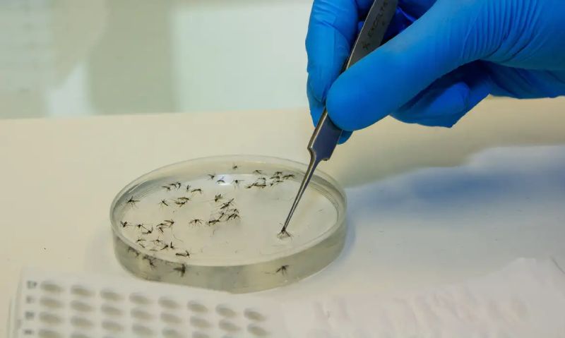 Saúde: Brasil tem 254 mil casos de chikungunya