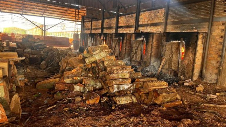 PMAM prende cinco pessoas por crimes ambientais em Manaus